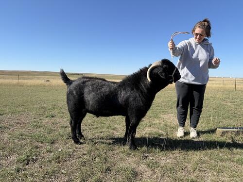 Boer (Boer, 2 yrs) in Baker, MT