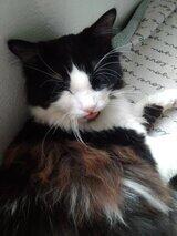 Cat lover 's Profile Photo