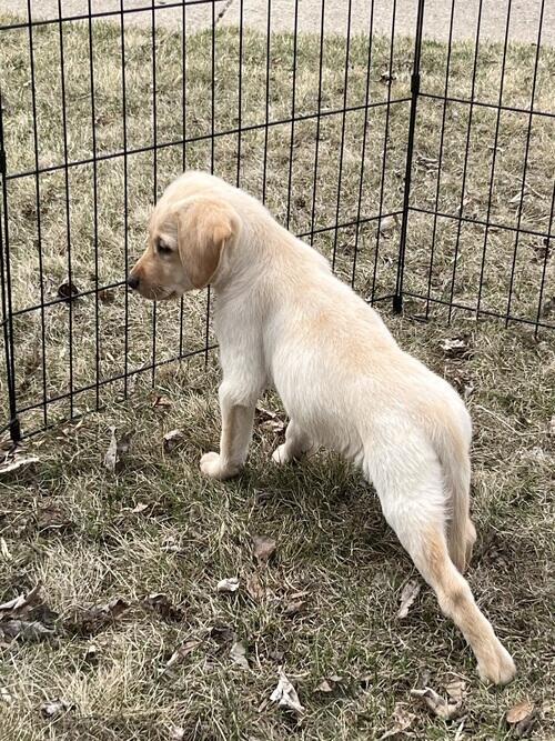lab puppies 14 weeks old, theyve had the first round of shots and dew ...