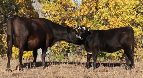 Cattle (Cattle) in Ismay, MT