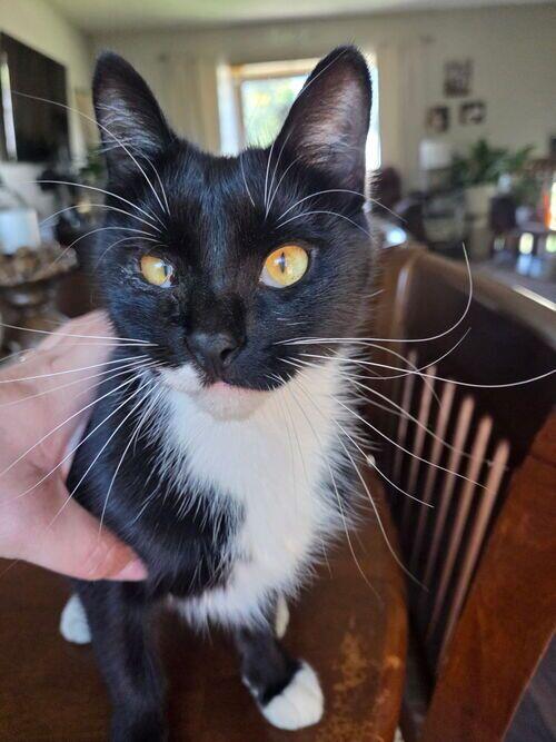 Mixed breed