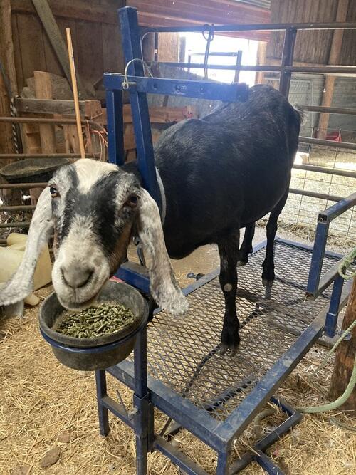 Nubian (Nubian, 2 yrs) in Bowman, ND