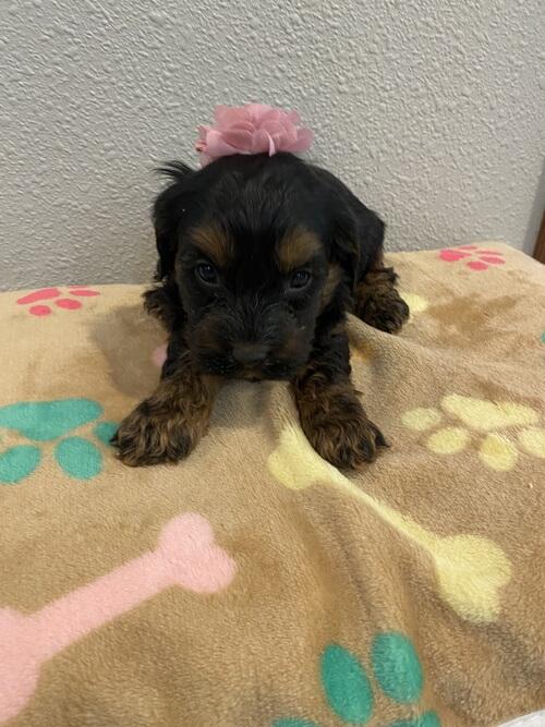 Cavapoo female | Bruce, SD