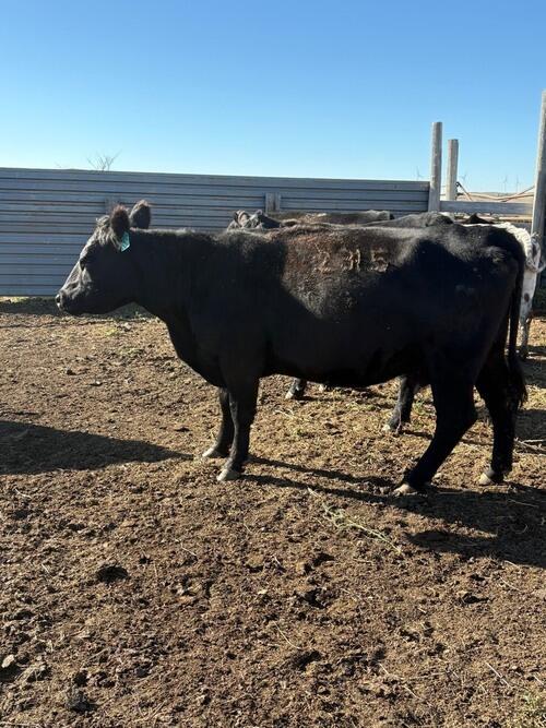 Angus (Angus) in Hebron, ND