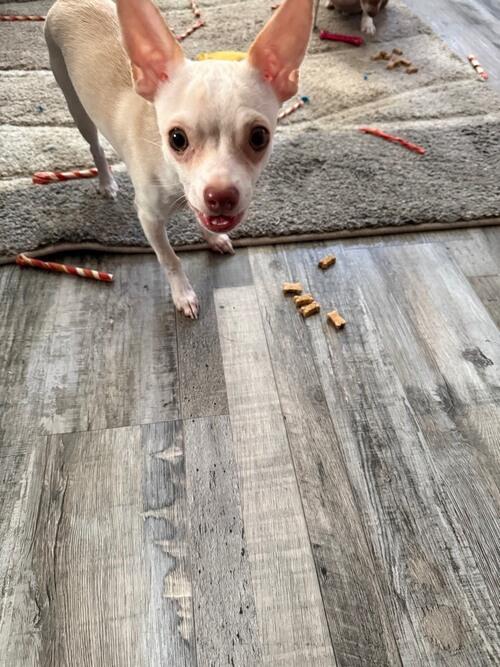 Chihuahua (Chihuahua, 7 mo) in Bismarck, ND
