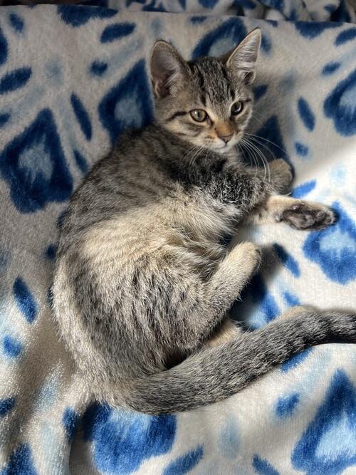 Cat (Cat, 2 mo) in Valley City, ND