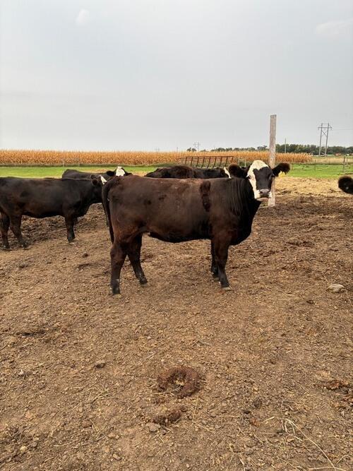 Angus (Angus) in Groton, SD