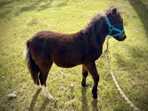 Miniature Horse (Miniature Horse, Colt (under 4)) in Ross, ND