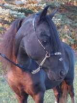Keeli/KJM Miniature Horses's Profile Photo