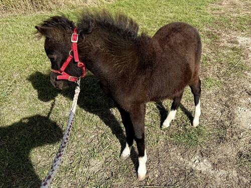 Miniature Horse (Miniature Horse, Colt (under 4)) in Ross, ND