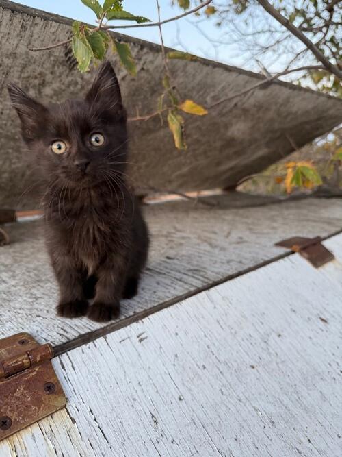Cat (Cat, 0 mo) in Center, ND