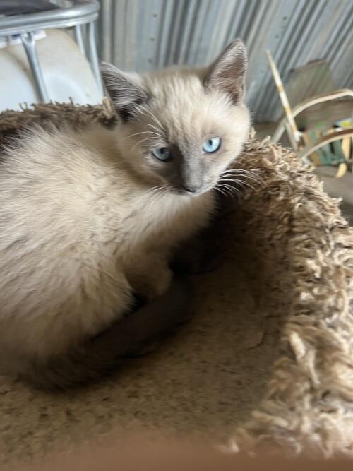Cat (Cat, 3 mo) in Glen Ullin, ND