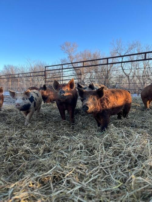 February Pigs 30-40lb Feeder pigs available Now! Born in Feb. | Bismarck, ND
