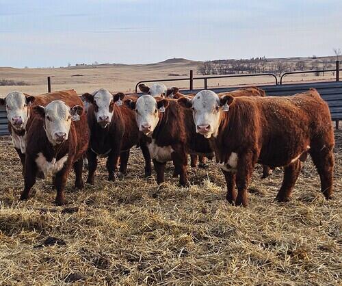 Polled Hereford bulls - registered and EPD's available - Birth weights ...