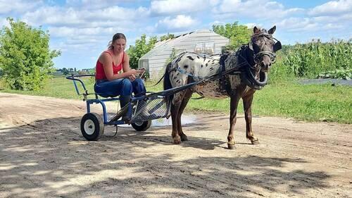 Appaloosa (Appaloosa, Gelding) in Wadena, MN