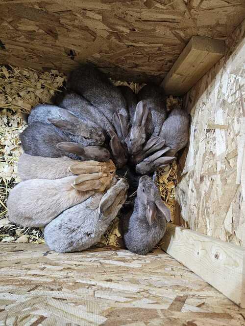 Rabbits! Mixed breed $20, dargent brun $50, creme dargent $50 | Grand ...