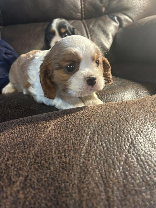Cavalier King Charles Spaniel (Cavalier King Charles Spaniel, Female) in Fargo, ND
