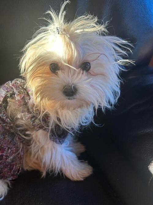 Maltese (Maltese) in Fargo, ND