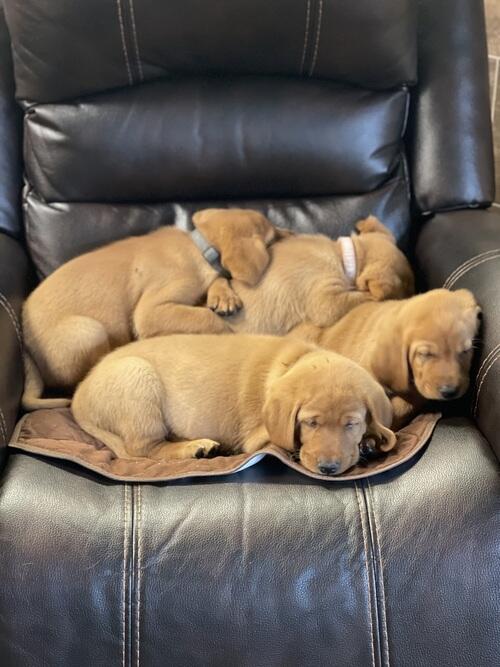 Labrador Retriever (Labrador, Female) in Cresbard, SD