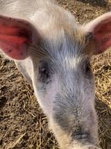 Griffin Pork's Profile Photo