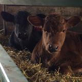 Rolling Green Cattle Co. 's Profile Photo