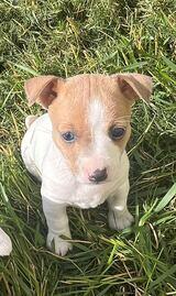 Dakota teddy Roosevelt terrier's Profile Photo