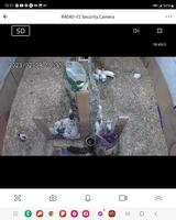 Yadonshoppycluckinfarm's Profile Photo