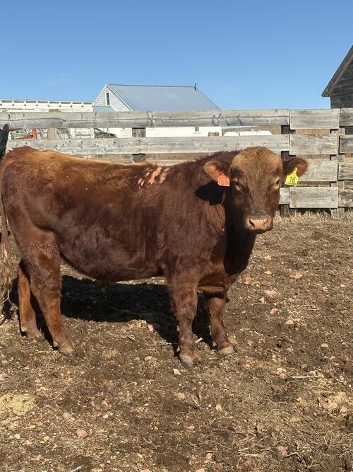 2yr Old Red Angus Bull | Dunn Center, ND