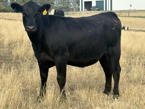 Angus (Angus) in Grassy Butte, ND
