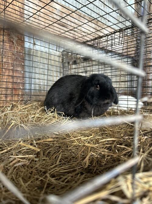 Holland Lop (Holland Lop, 7 mo) in Valley City, ND