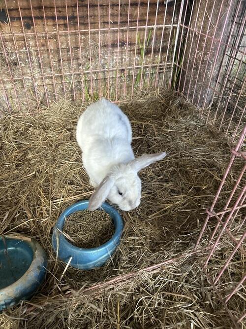 Holland Lop (Holland Lop, 7 mo) in Valley City, ND