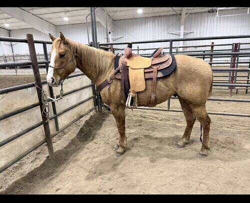Daniel Halliday Ranch Ranch horse ready for work | Halliday, ND