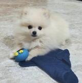 Fancy Paws Pomeranians 's Profile Photo