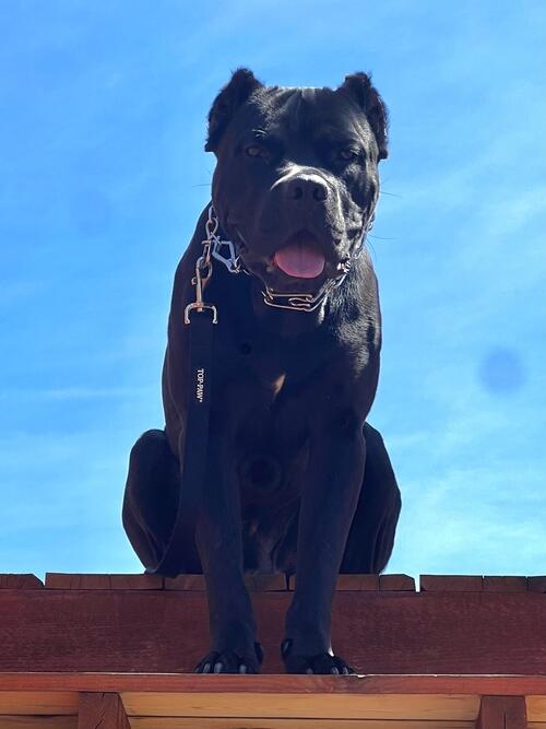 3 year old AKC Cane Corso intact | Dickinson, ND