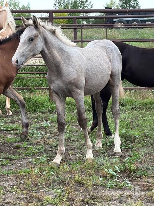 Draft (Percheron, Belgian, Clydesdale, Shire)