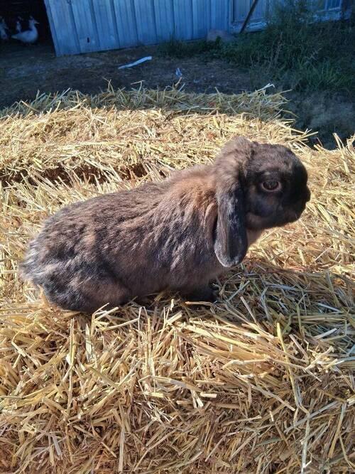 Holland Lop (Holland Lop) in Fargo, ND