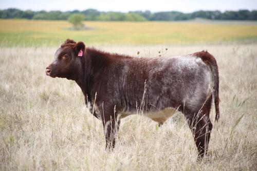 Shorthorn
