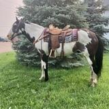 Reurink Horses's Profile Photo