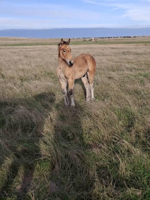 Draft (Percheron, Belgian, Clydesdale, Shire)