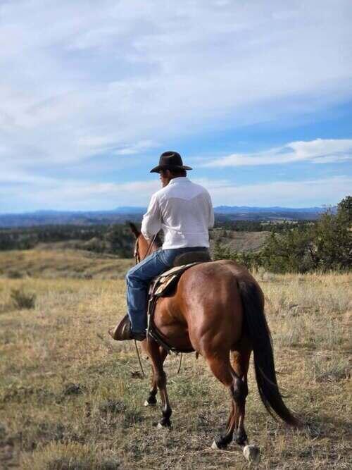 American Quarter (American Quarter, Gelding) in Malta, MT