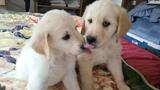 Beautiful  cream colored retriver puppies ready fo's Profile Photo