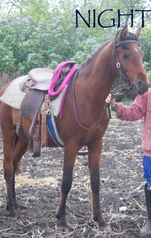 Quarter Horse (Quarter Horse, 3 yrs) in Verona, ND