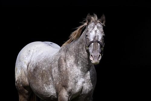 Appaloosa (Appaloosa, Mare) in Lester Prairie, MN