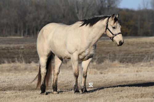 STUNNING Buttermilk Buckskin for ANYONE! | Lester Prairie, MN