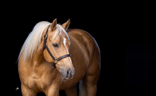 Quarter Horse (Quarter Horse, Mare) in Lester Prairie, MN