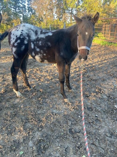 Appaloosa (Appaloosa) in Lehr, ND