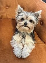 YorkieMama's Profile Photo