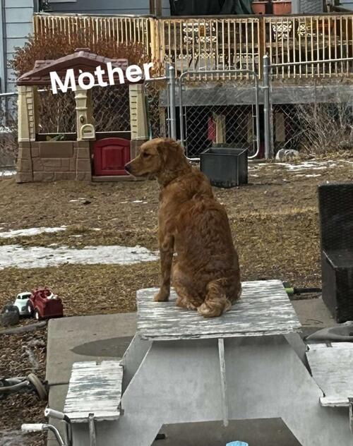 Golden Retriever (Golden Retriever, 3 wks) in Bismarck, ND