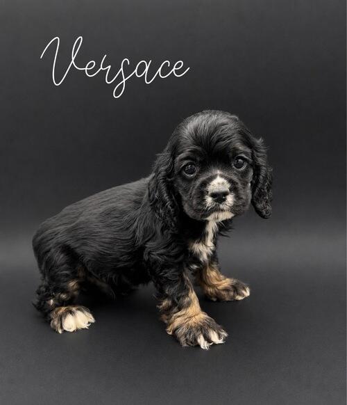 Cocker Spaniel