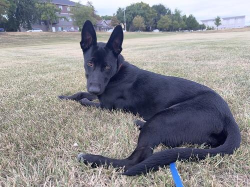 German Shepherd Dog (German Shepherd Dog) in Fargo, ND